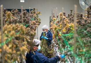 marijuana cultivation